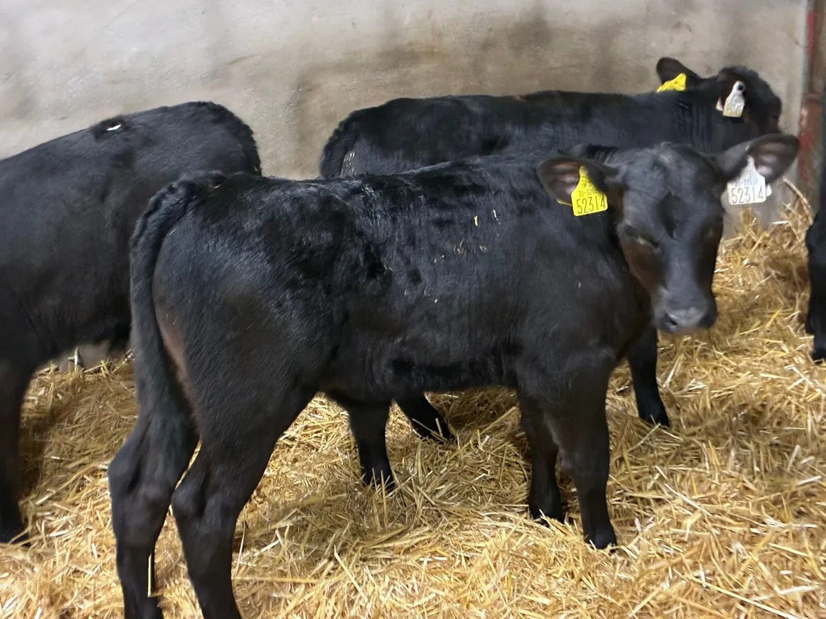 Real Proper R Grade AA Bull Calves - Image 1