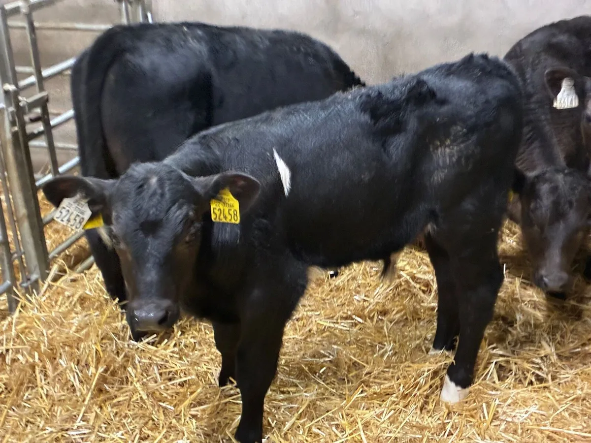 Real Proper R Grade AA Bull Calves - Image 2