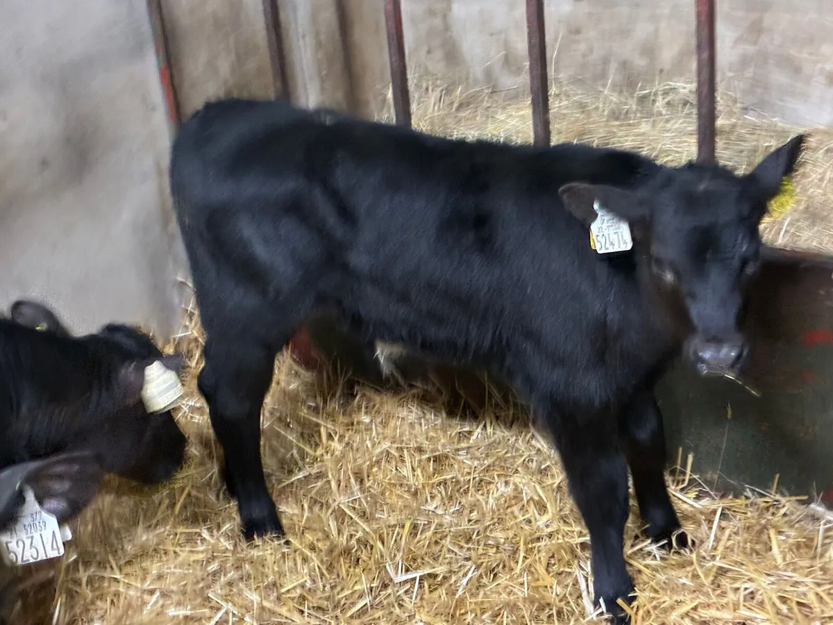 Real Proper R Grade AA Bull Calves - Image 4