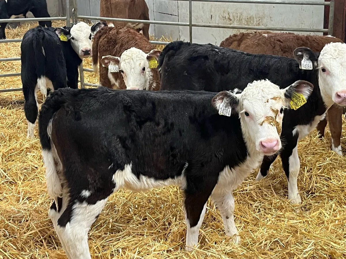 12 Real Proper HE Heifer Calves - Image 1