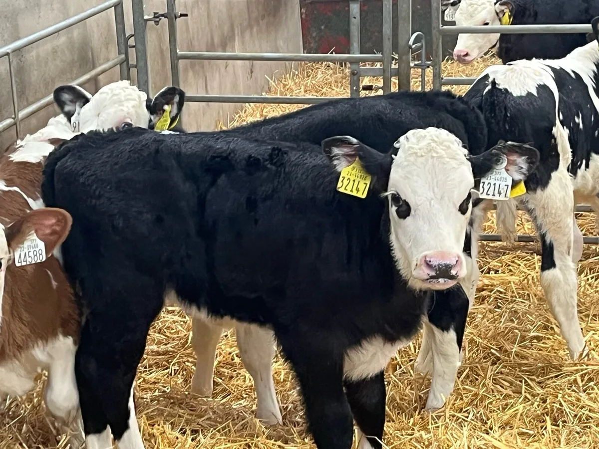 12 Real Proper HE Heifer Calves - Image 2