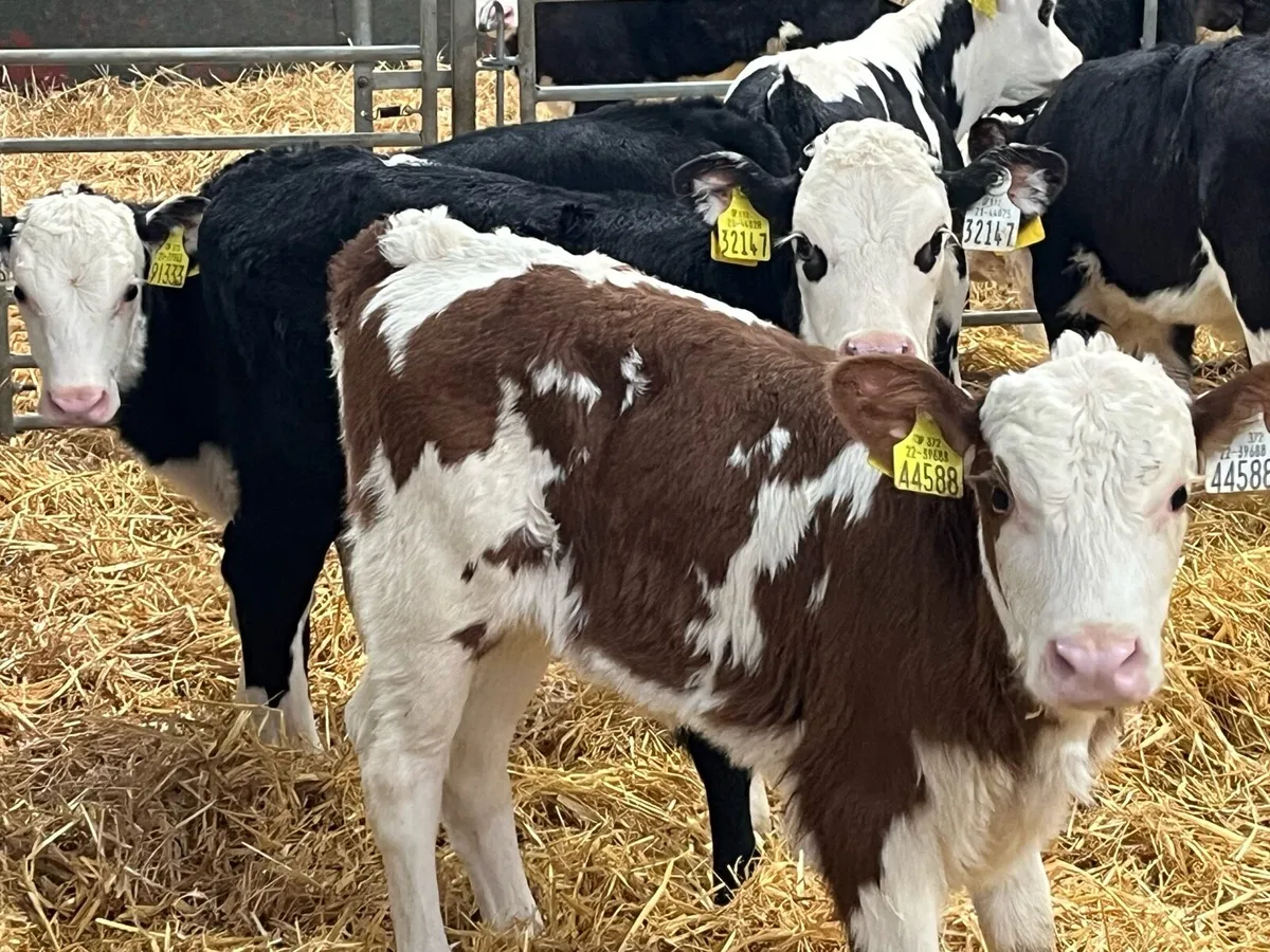 12 Real Proper HE Heifer Calves - Image 3