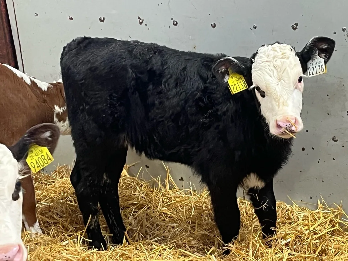 12 Real Proper HE Heifer Calves - Image 4