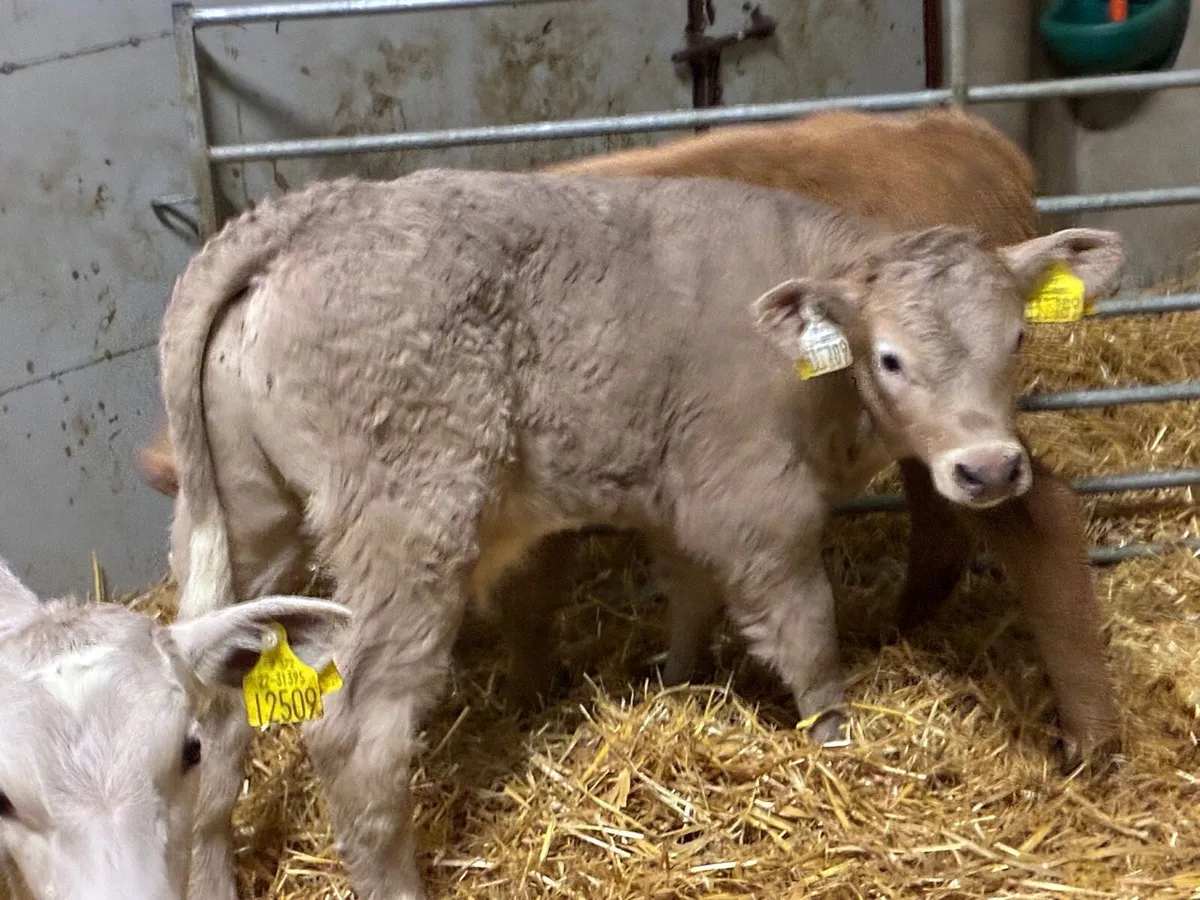 Super Charolais Bull Calves - Image 4