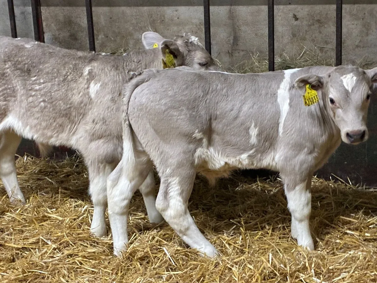 Super Charolais Bull Calves - Image 1