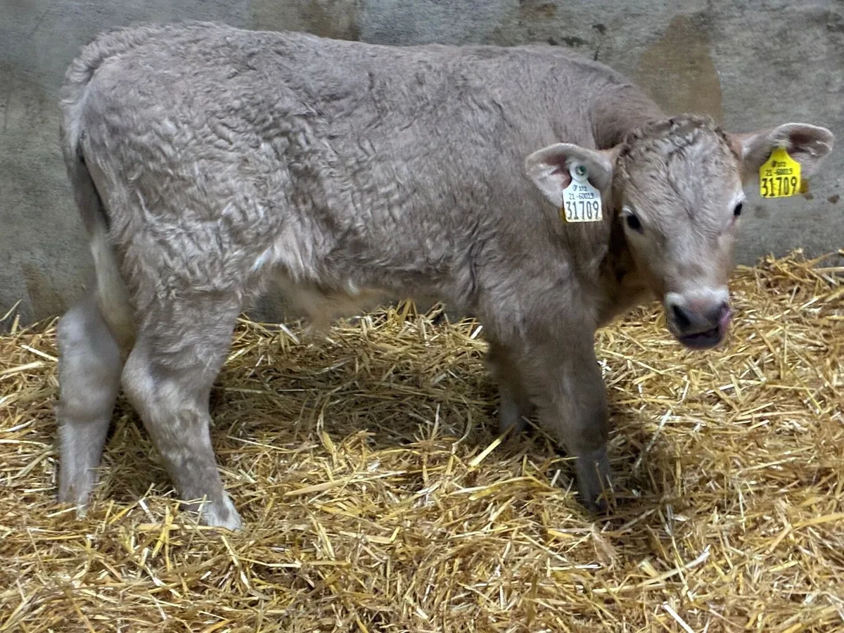 Super Charolais Bull Calves - Image 2