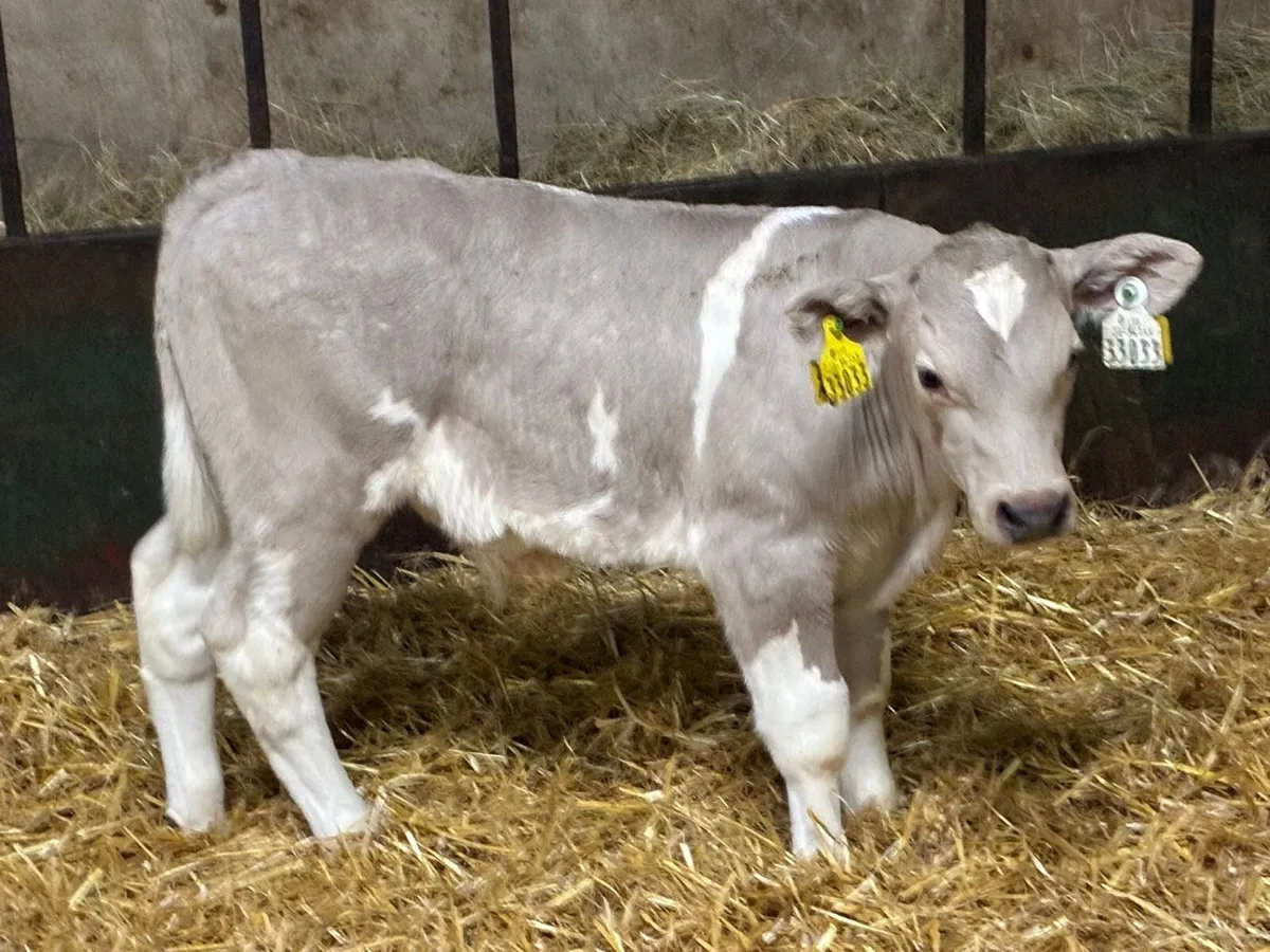 Super Charolais Bull Calves - Image 3