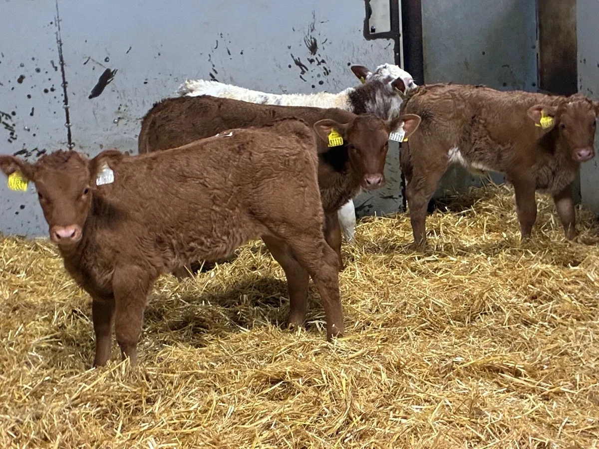 Serious Red LIM Heifer Calves - Image 3