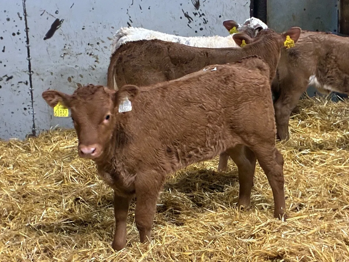 Serious Red LIM Heifer Calves - Image 4