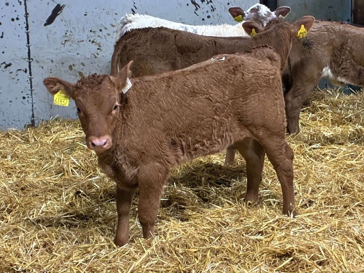 Serious Red LIM Heifer Calves - Image 1