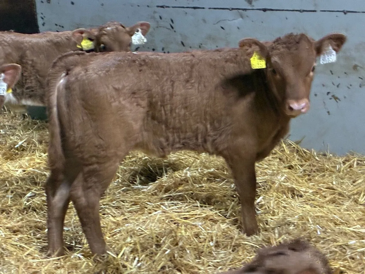 Serious Red LIM Heifer Calves - Image 2