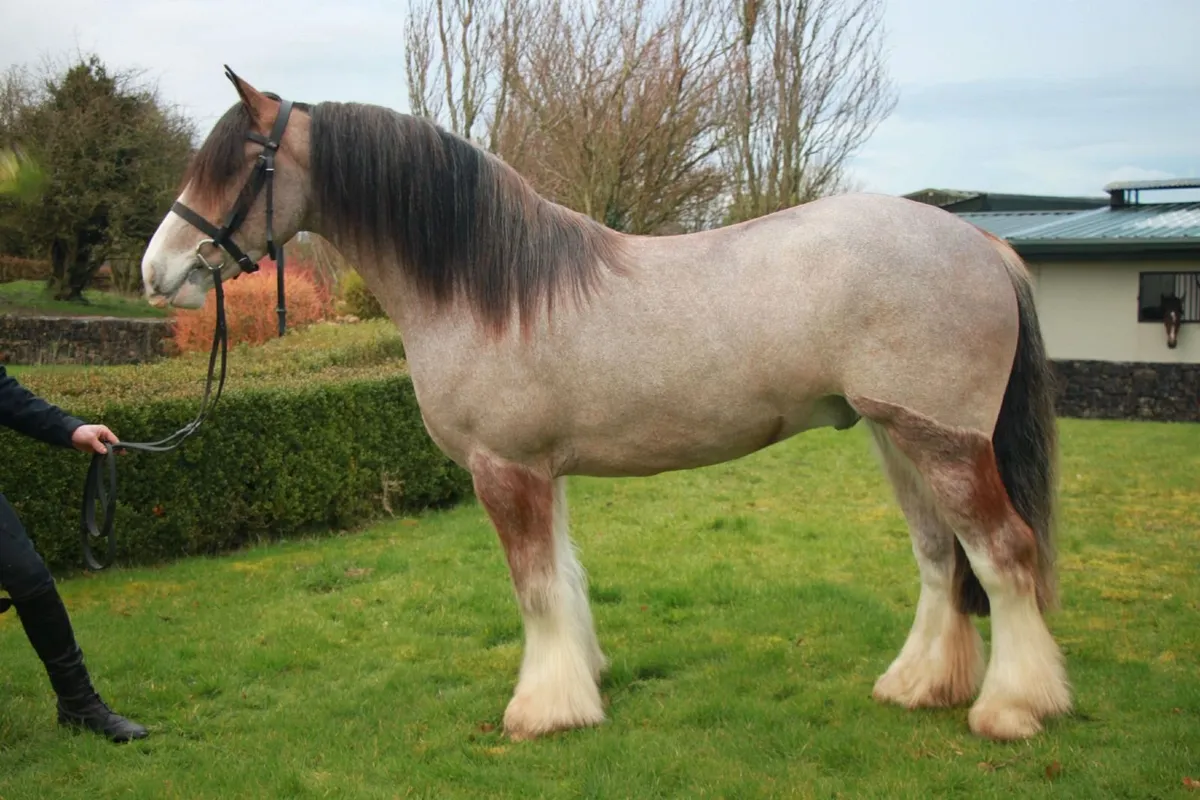 🍓 Stunning 15hh 4yo Red Roan Cob gelding 🍓 - Image 1