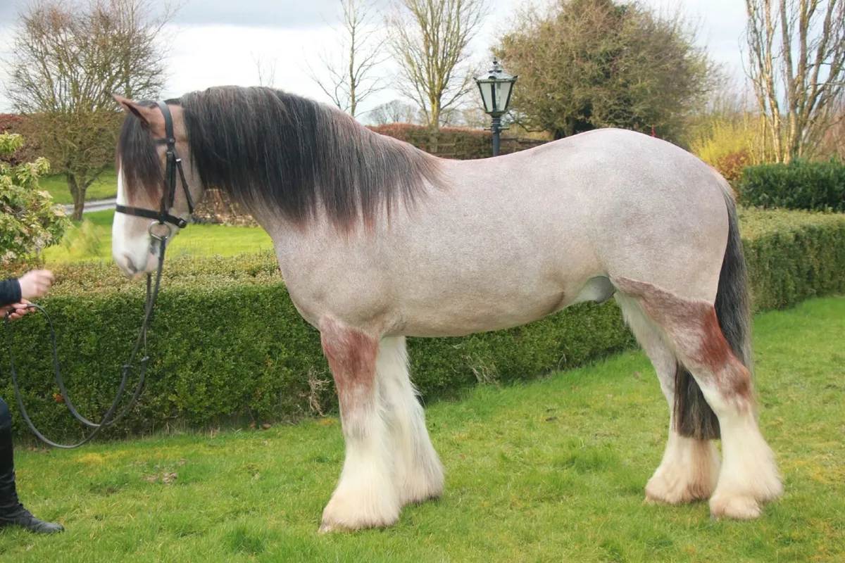 🍓 Stunning 15hh 4yo Red Roan Cob gelding 🍓 - Image 3