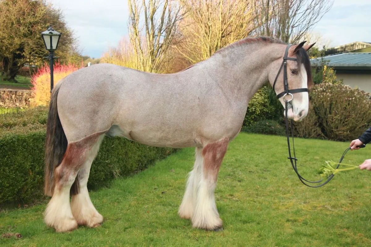 🍓 Stunning 15hh 4yo Red Roan Cob gelding 🍓 - Image 4