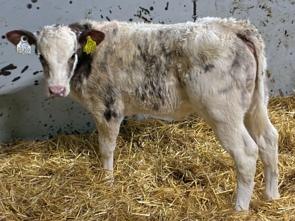 SUPER RED ROAN BB HEIFER CALF - Image 1