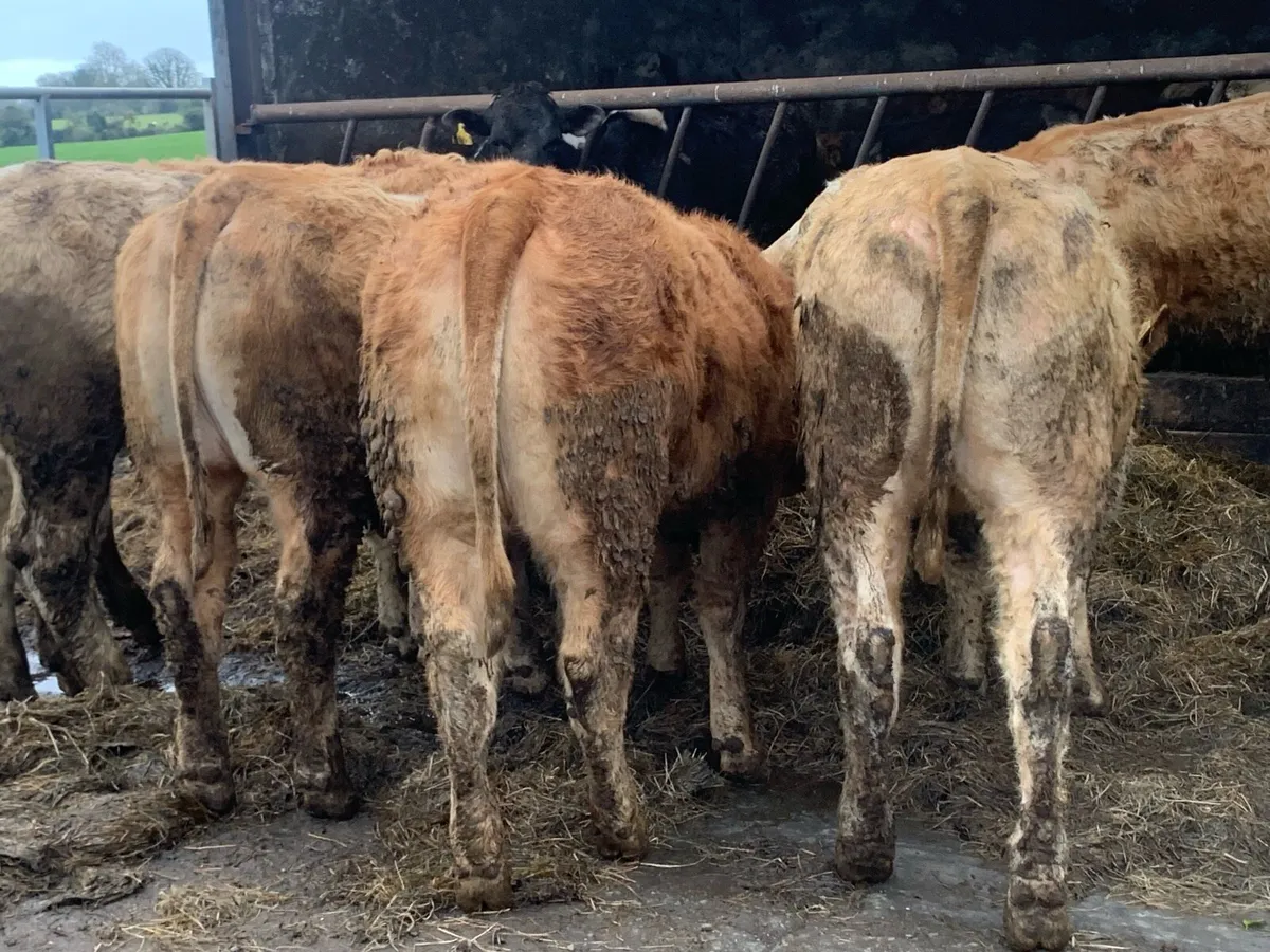 U grade heifers 300-450 - Image 3