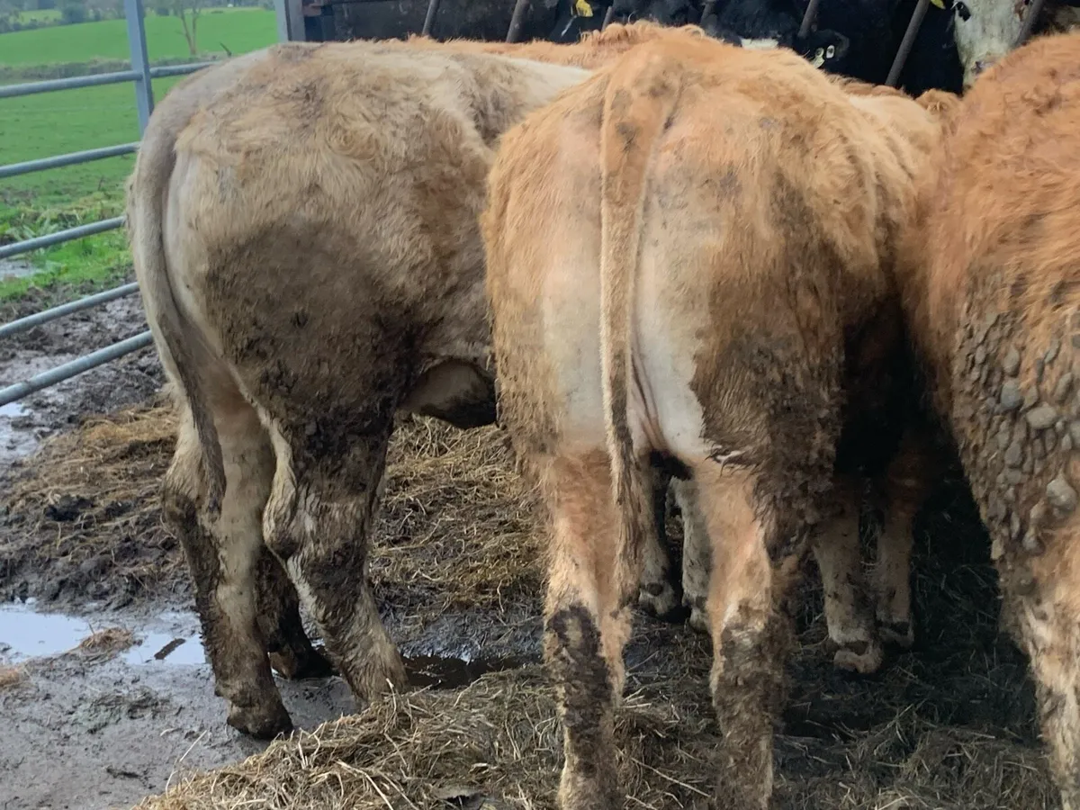 U grade heifers 300-450 - Image 2