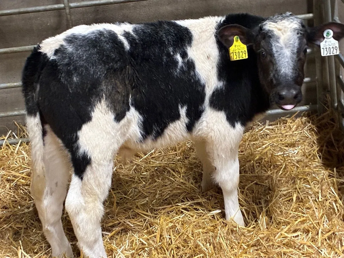 10 Super BB Bull Calves - Image 1