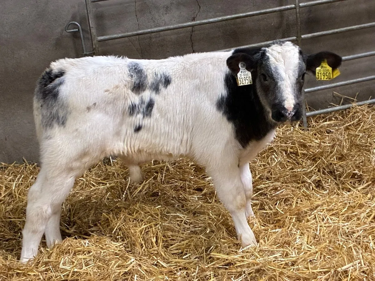 10 Super BB Bull Calves - Image 2