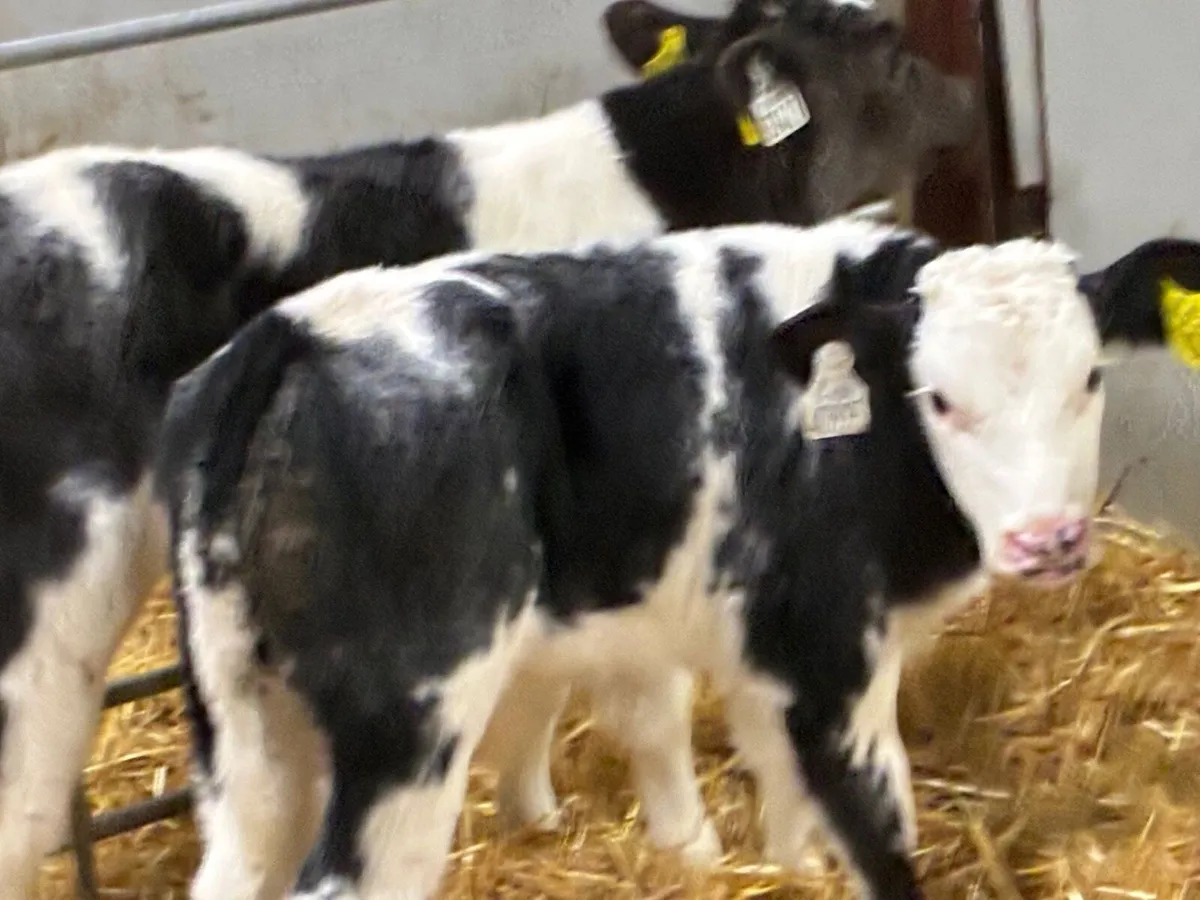 10 Super BB Bull Calves - Image 3