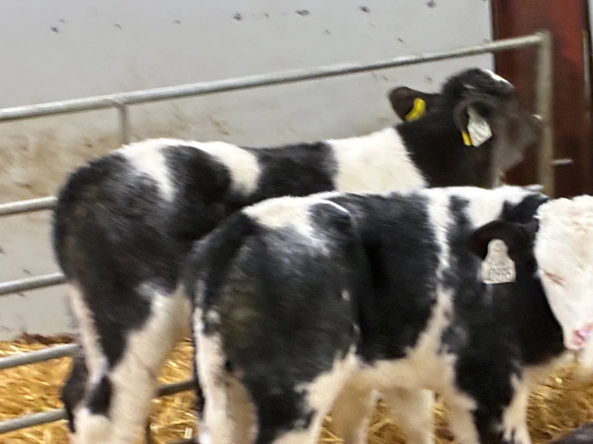 10 Super BB Bull Calves - Image 4