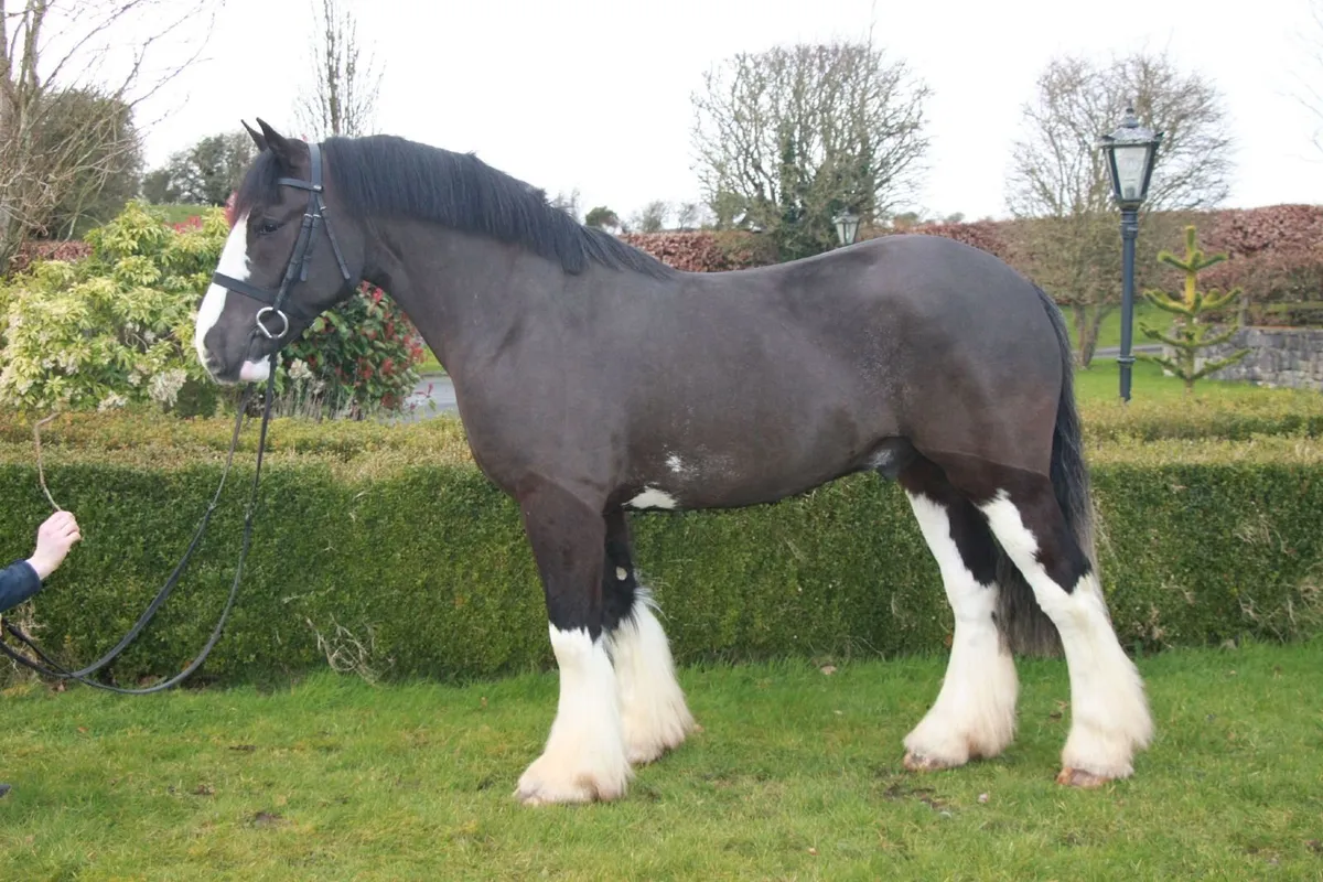 💥Cracker Jack 15.1hh 4yo Irish Cob gelding💥 - Image 1
