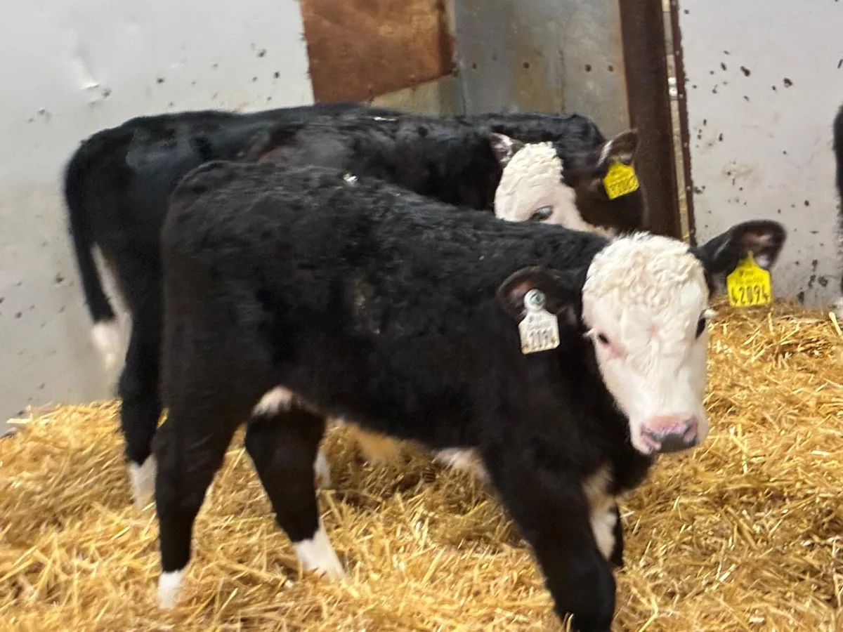10 Top Hereford Bull Calves - Image 1