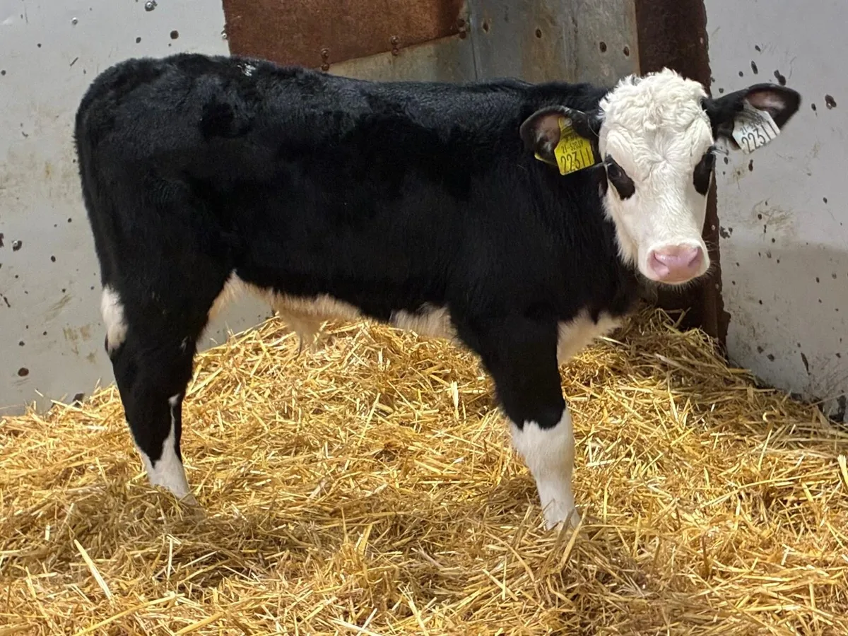 10 Top Hereford Bull Calves - Image 2