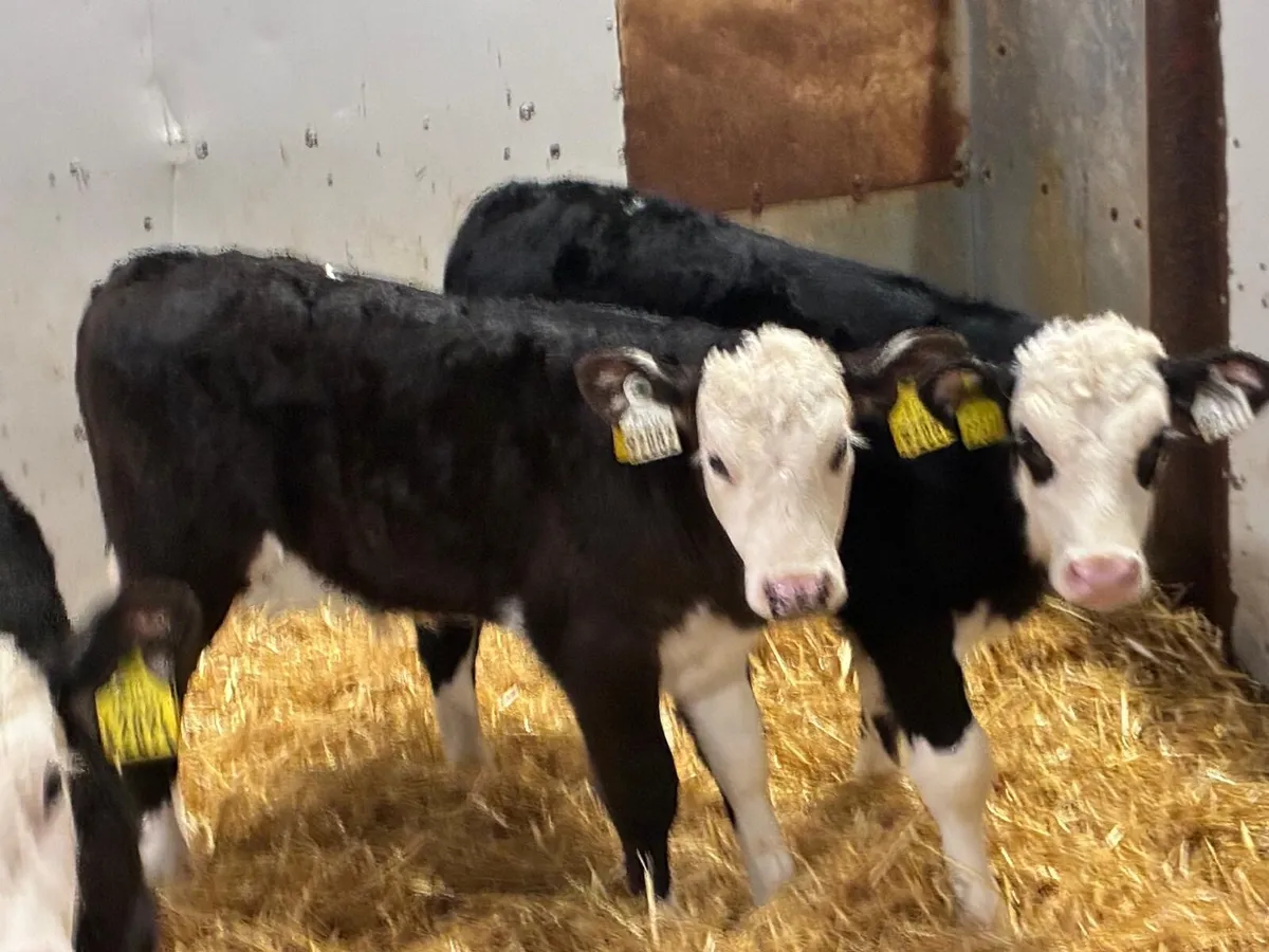 10 Top Hereford Bull Calves - Image 3
