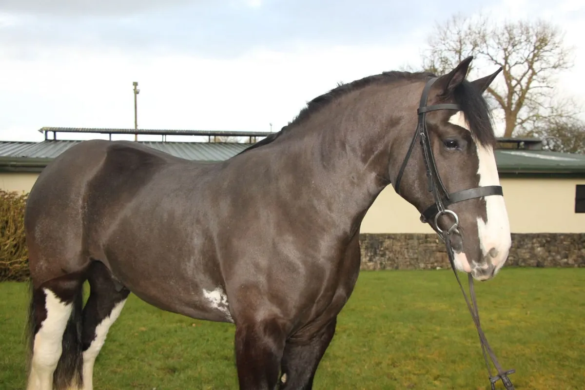 💥Cracker Jack 15.1hh 4yo Irish Cob gelding💥 - Image 4