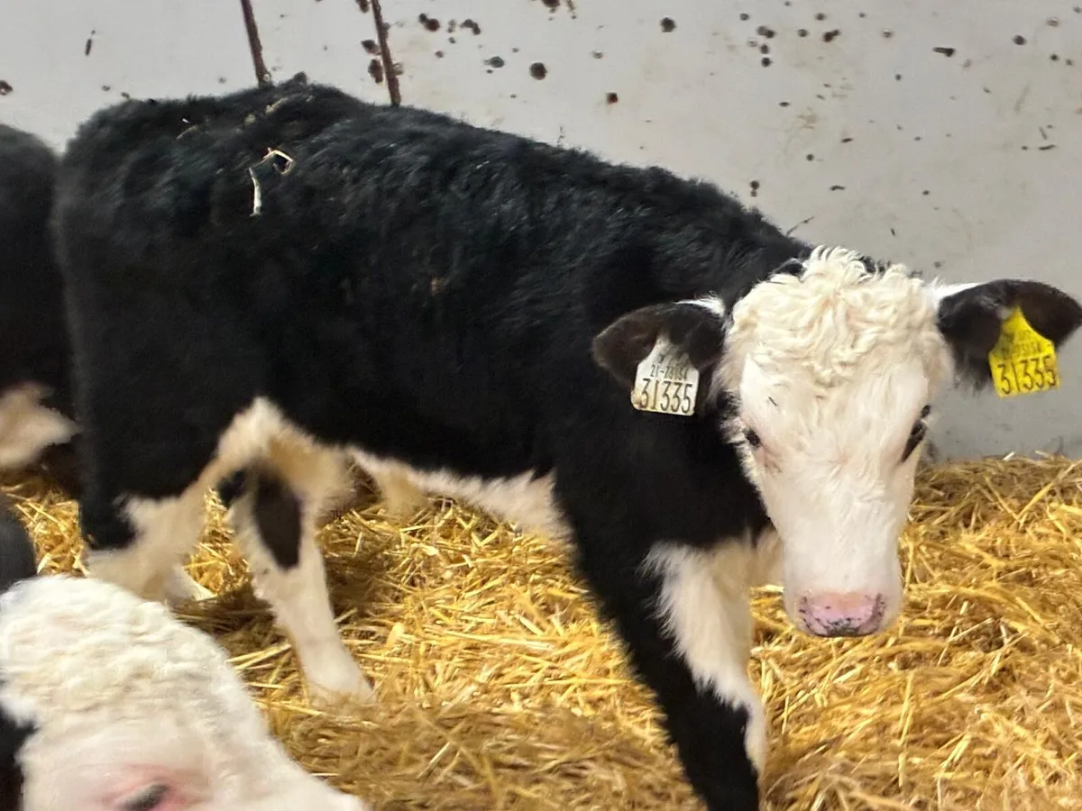 10 Top Hereford Bull Calves - Image 4