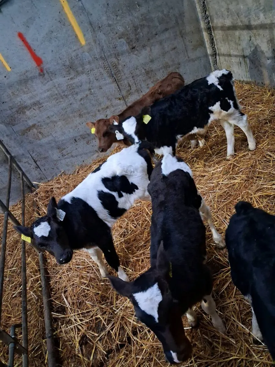 Calves - Image 1