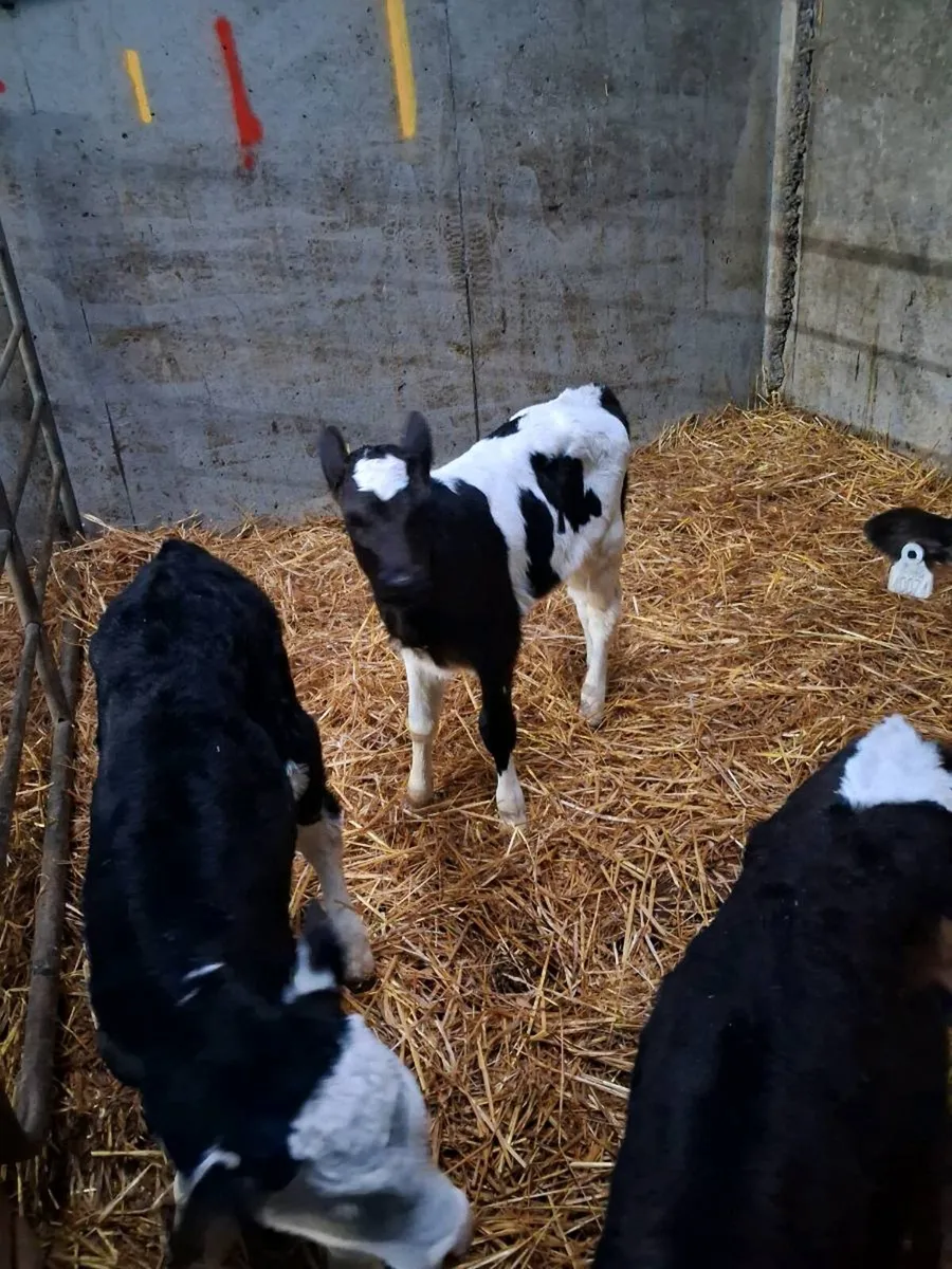 Calves - Image 3