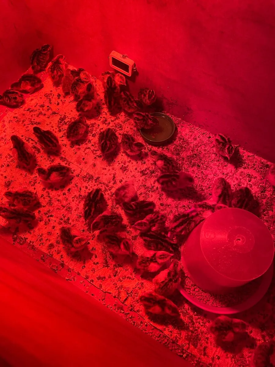 Hatching Quail eggs - Image 2