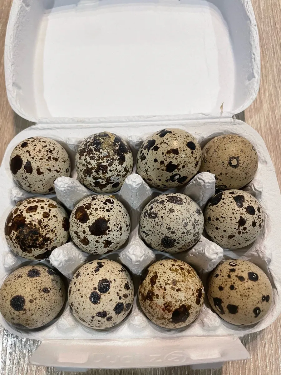 Hatching Quail eggs - Image 1