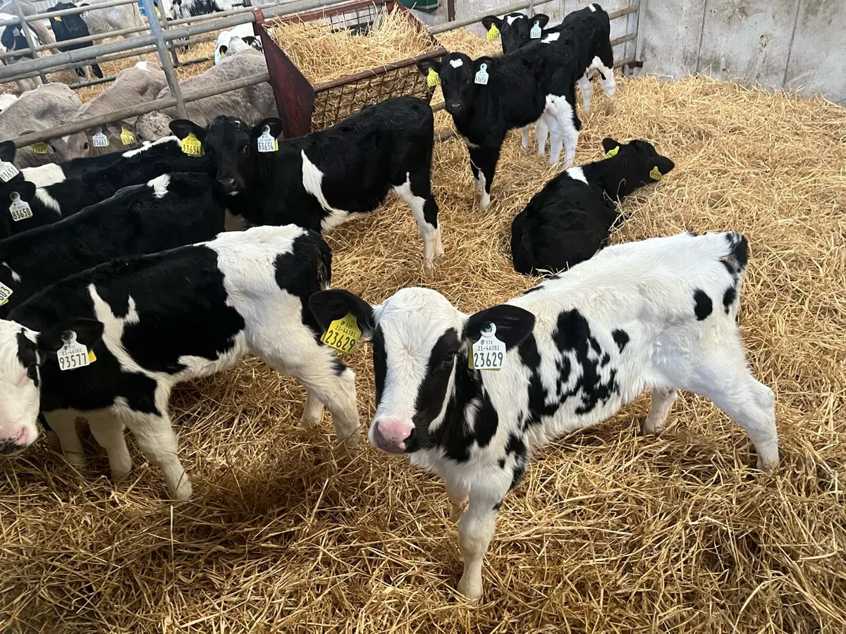 Fr heifer Calves for sale - Image 1
