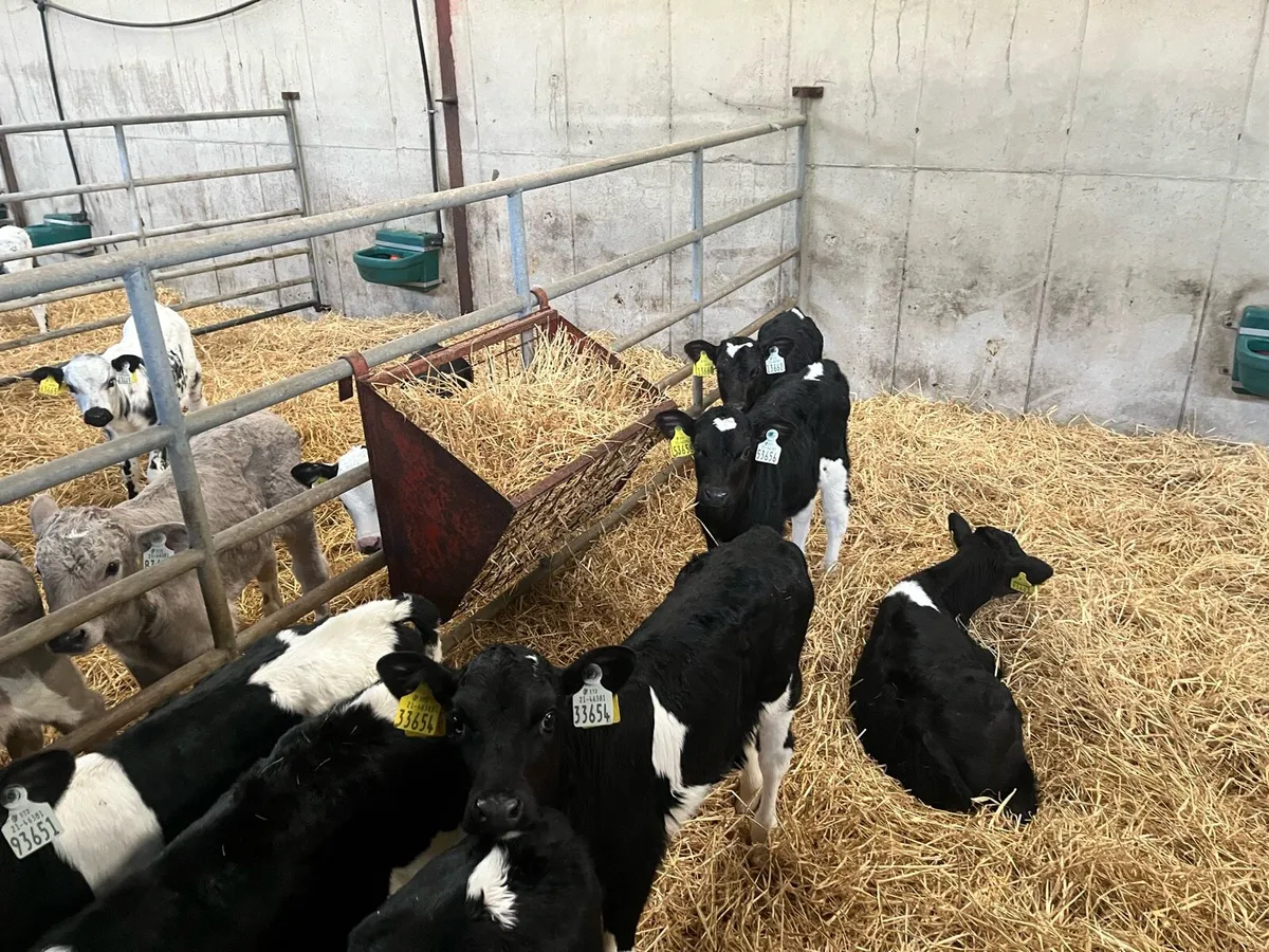 Fr heifer Calves for sale - Image 2