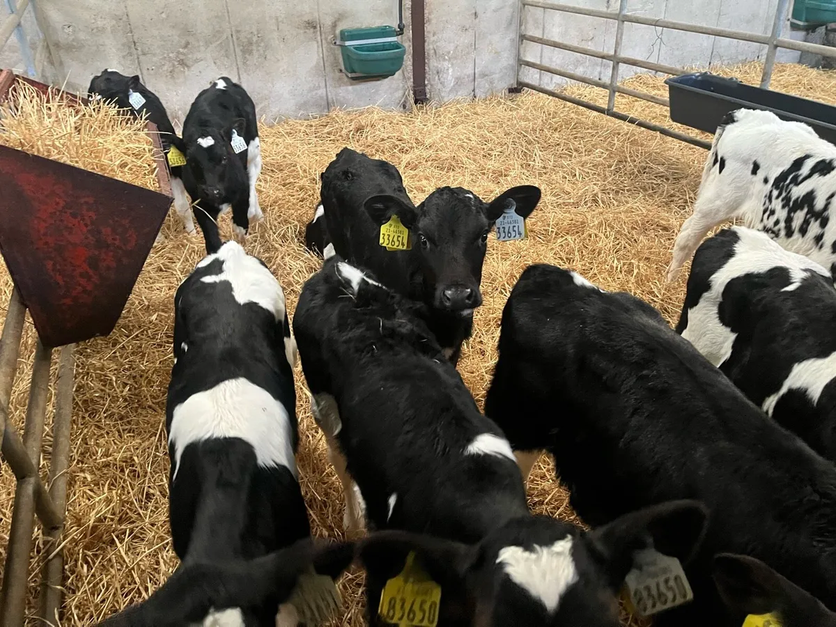 Fr heifer Calves for sale - Image 3