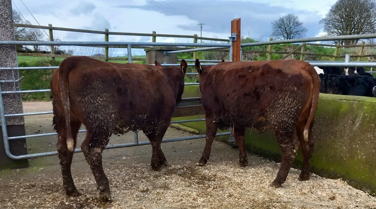 Two beef shorthorn heifers - Image 2