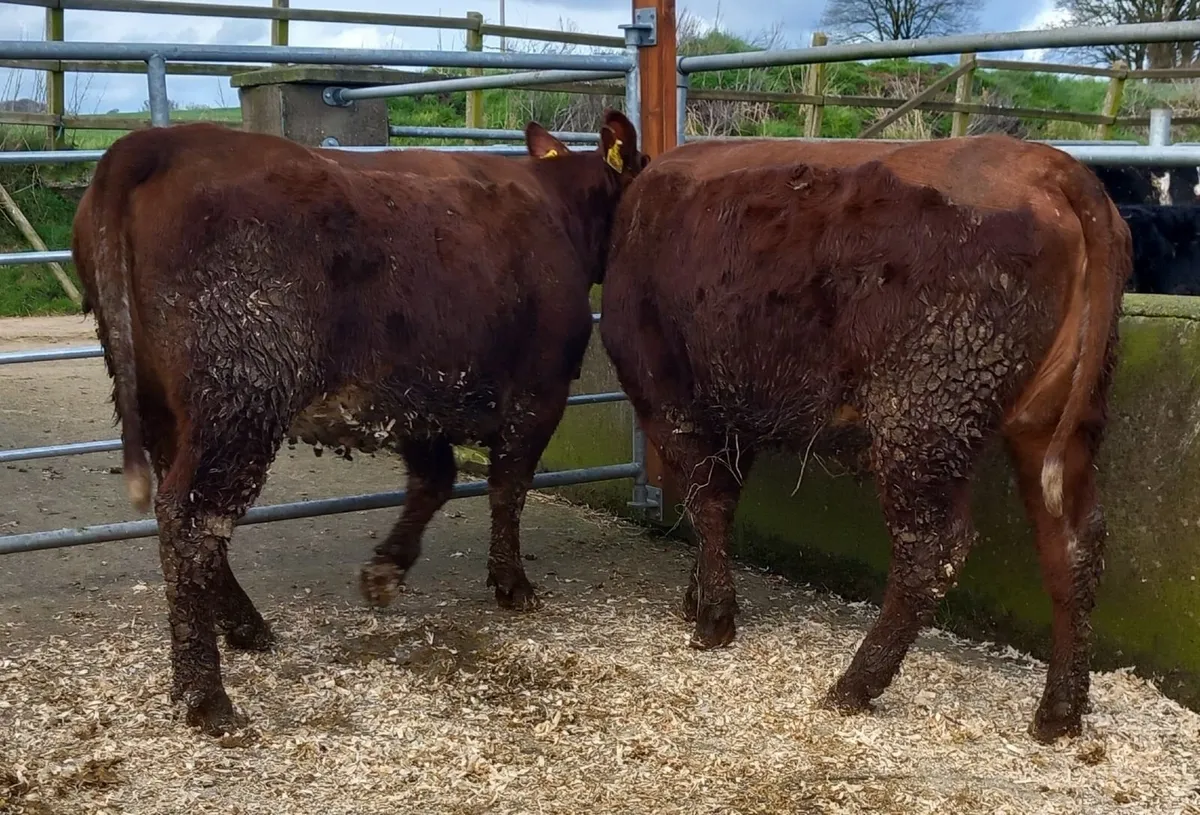 Two beef shorthorn heifers - Image 1