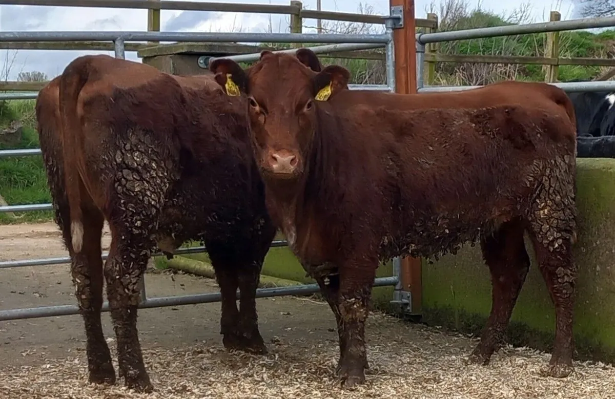 Two beef shorthorn heifers - Image 3