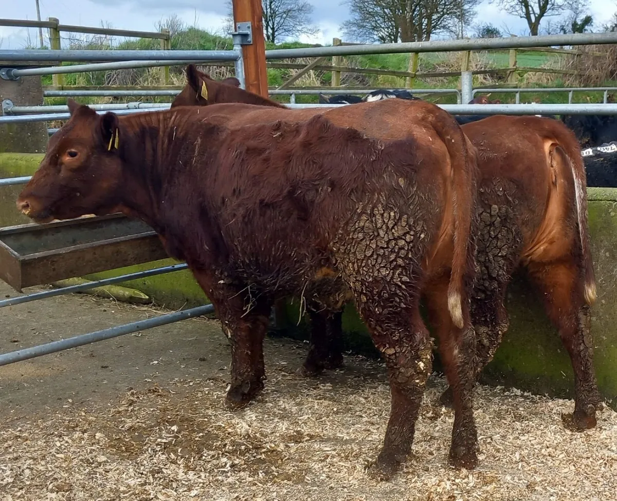 Two beef shorthorn heifers - Image 4