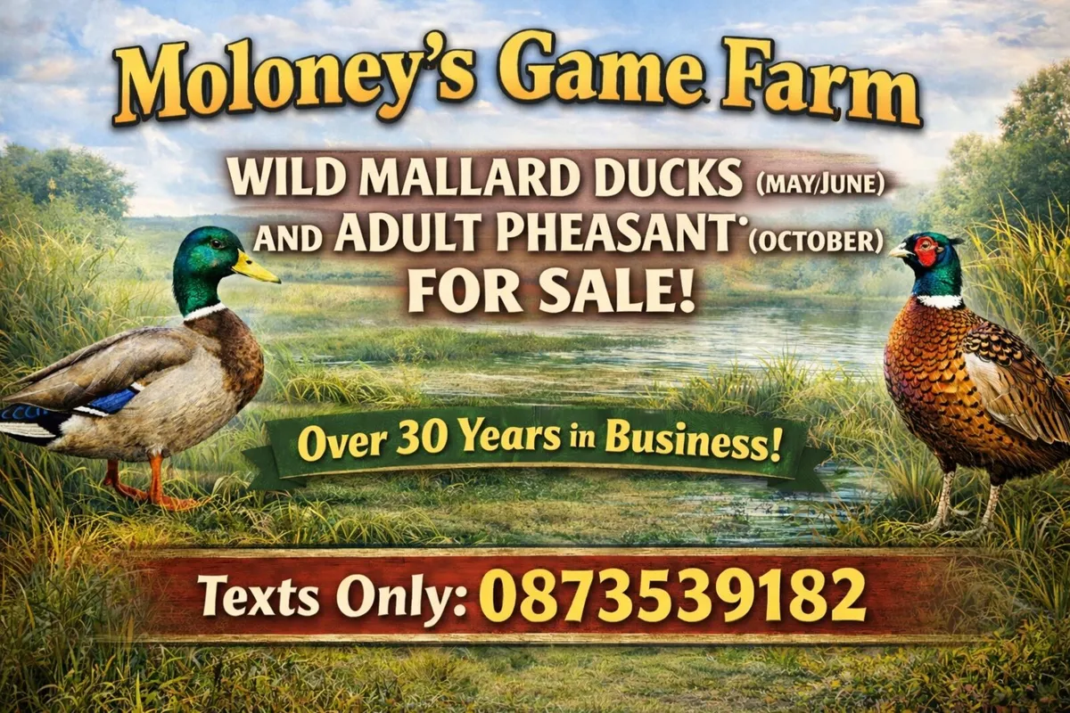Wild Mallard Ducks & Pheasants for Sale - Image 2