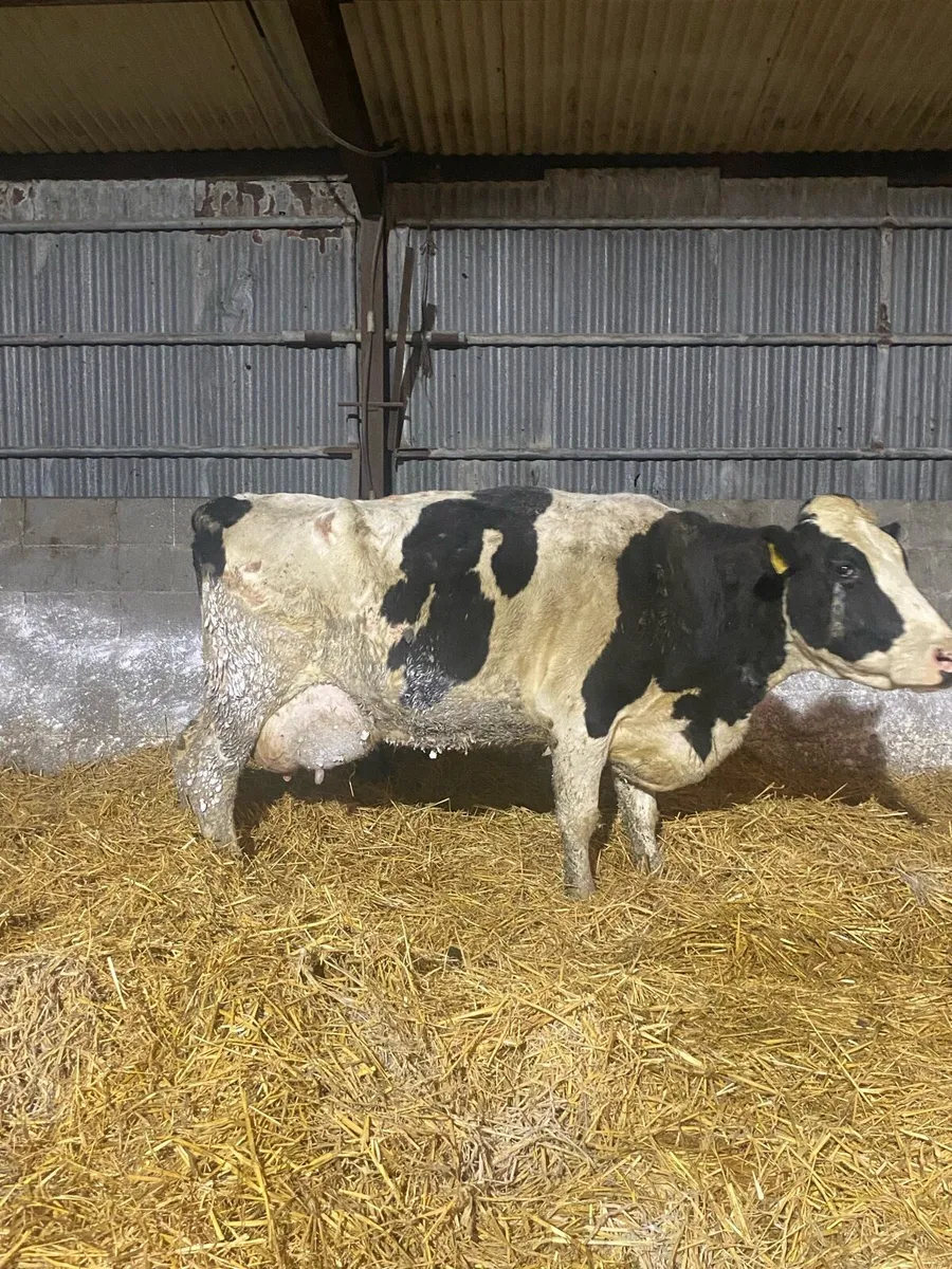 Fresh Calved Cow suitable for Suckling