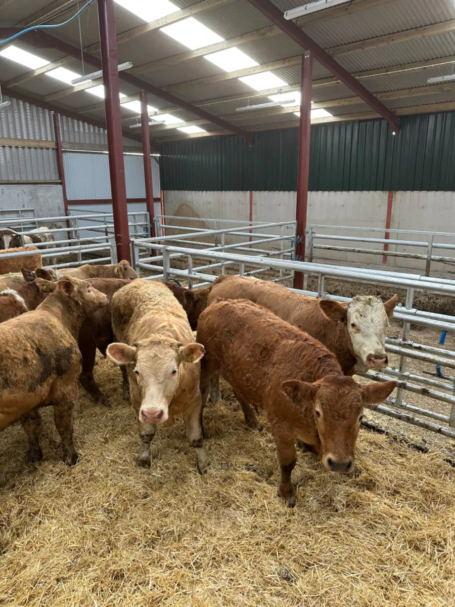 Char lim and Simmental bullocks - Image 1