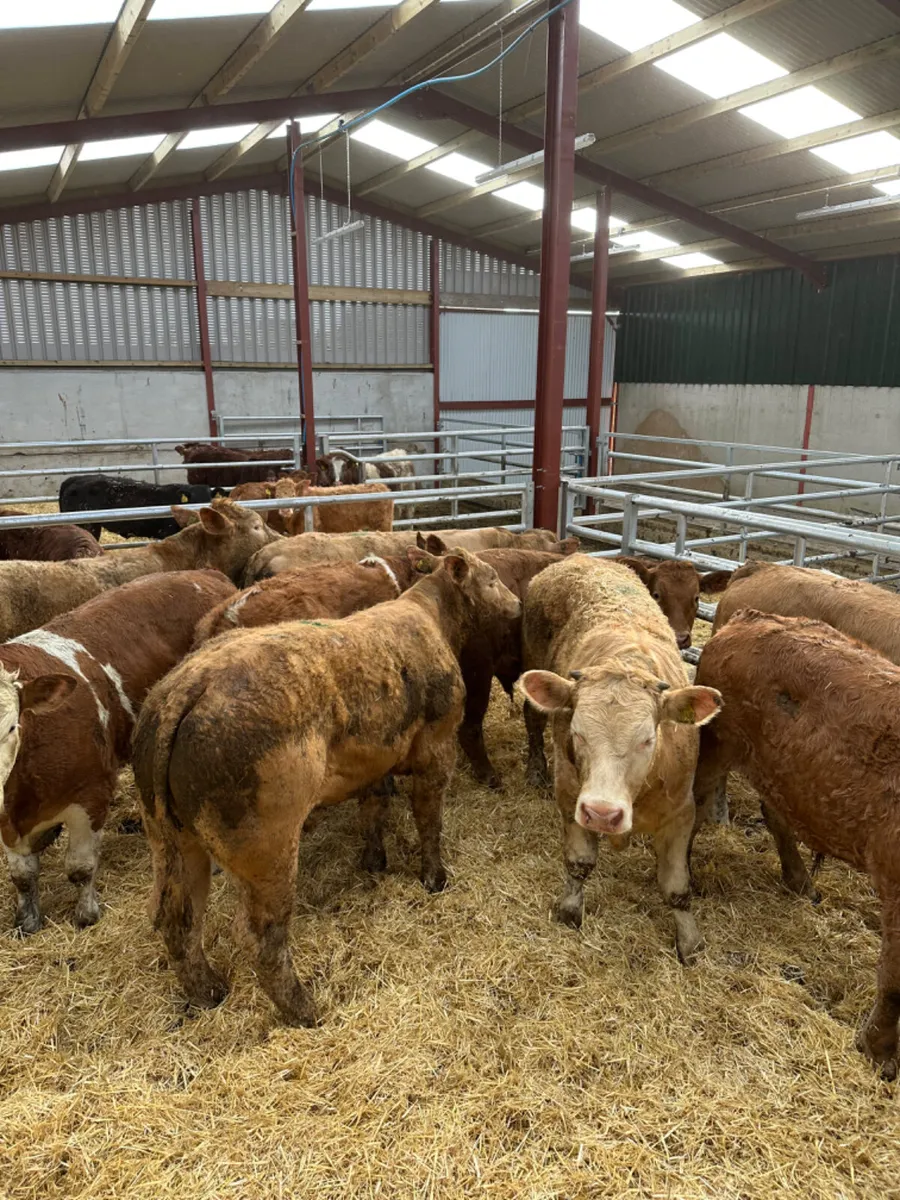 Char lim and Simmental bullocks - Image 2