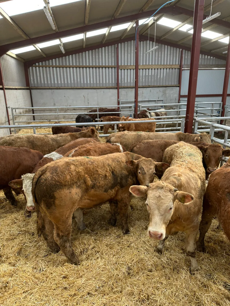 Char lim and Simmental bullocks - Image 4