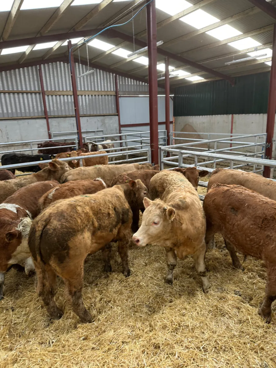 Char lim and Simmental bullocks - Image 3