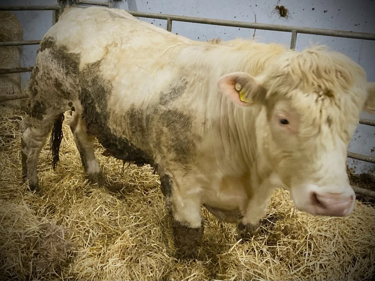 PBR Charolais bull - Image 1