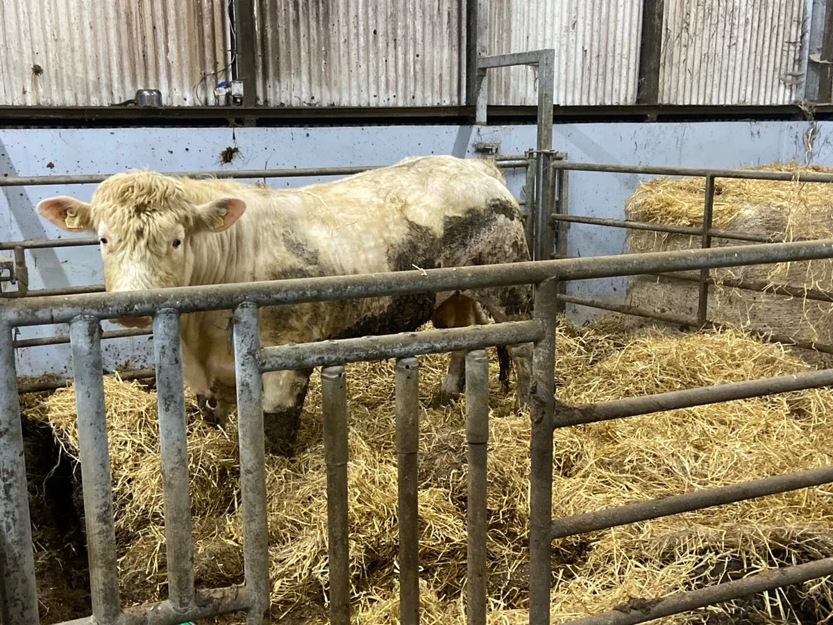 PBR Charolais bull - Image 3